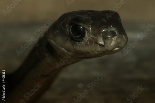 Snake's head © ttshutter