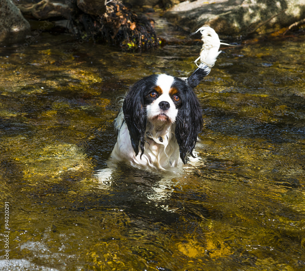 chien s'amusant dans l'eau