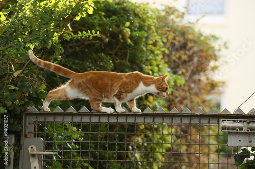 Fototapeta Naklejka Na Ścianę i Meble -  Kätzchen auf Zaun