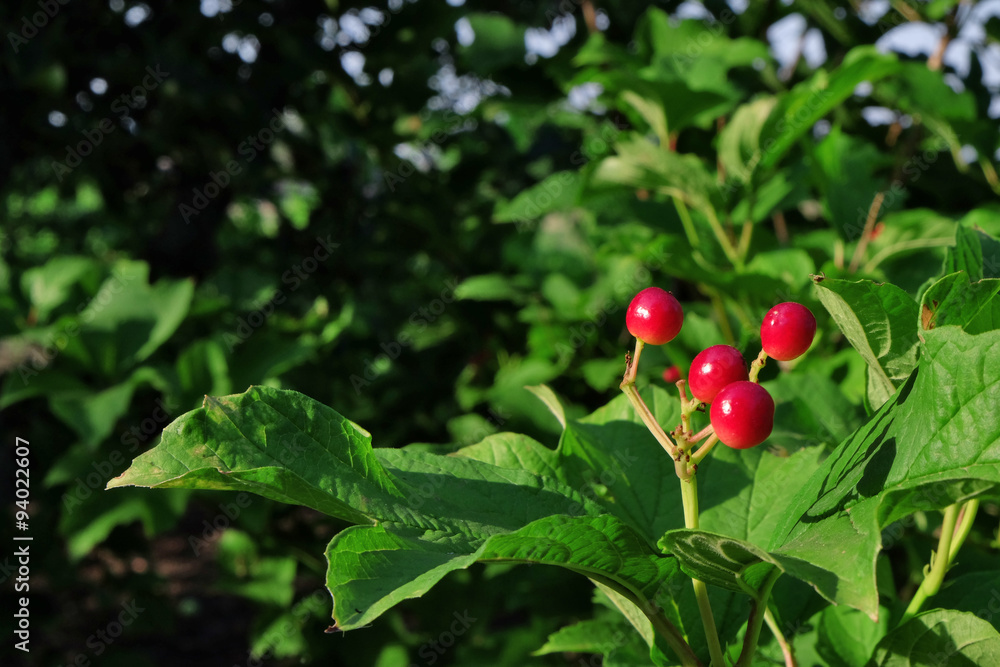 Wild red berries outdoors