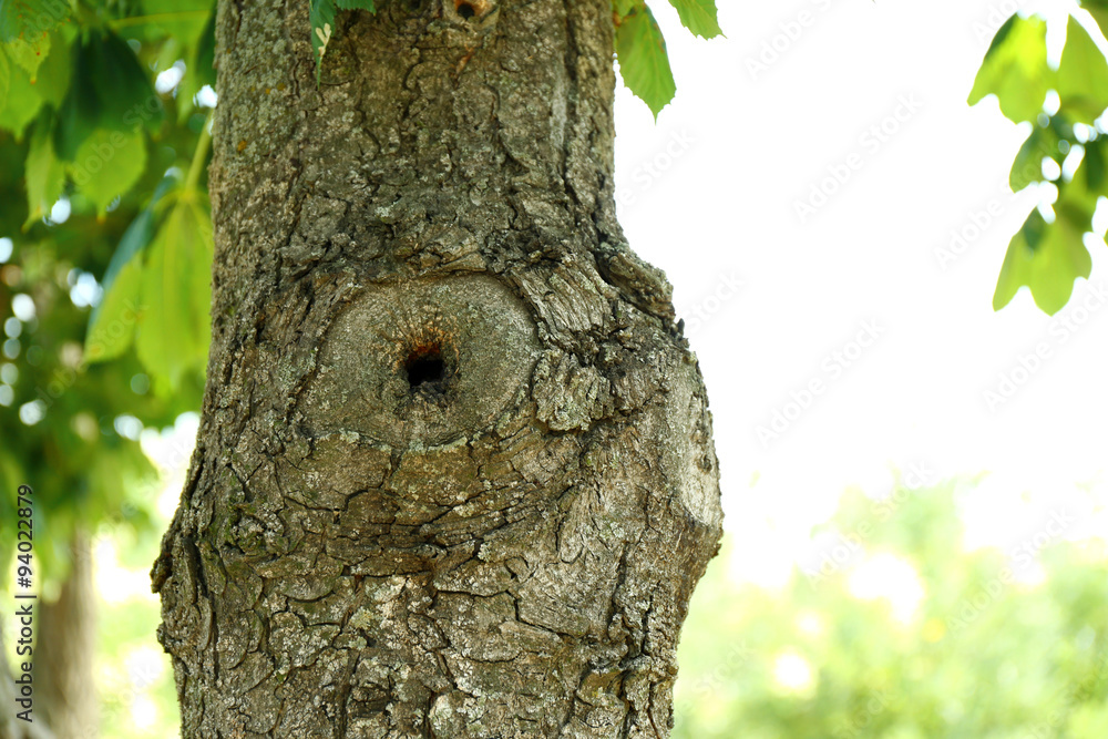 Obraz premium Tree hollow close up