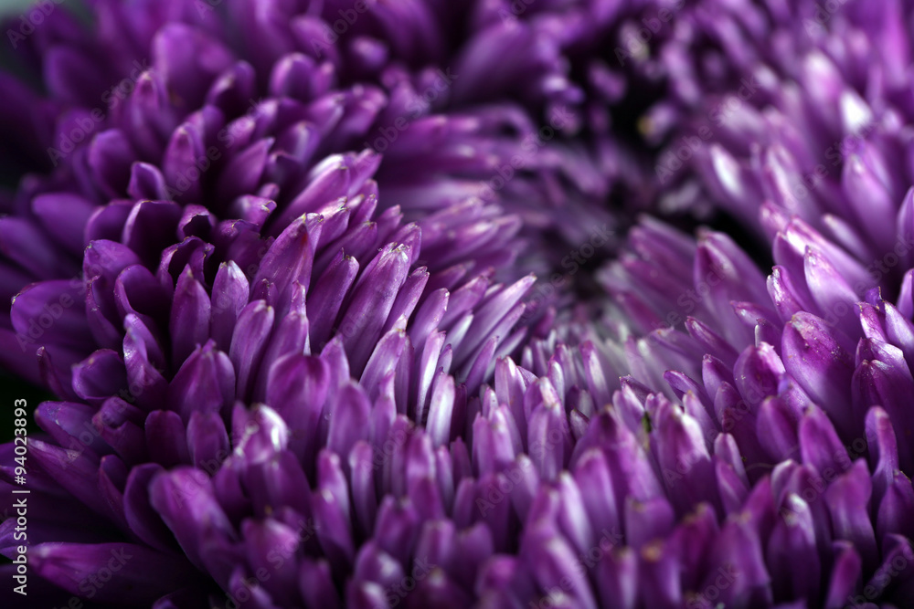 Beautiful violet chrysanthemum Beautiful violet chrysanthemum