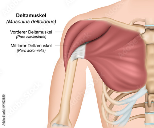 Musculus deltoideus Anatomie ,Deltamuskel