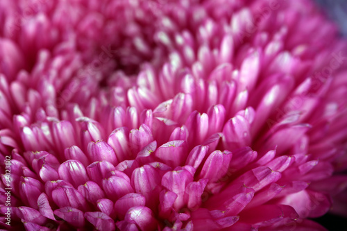 Purple blossom chrysanthemum