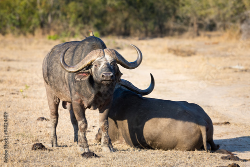 Two tired Cape buffalo lay down on brown grass to rest © Alta Oosthuizen