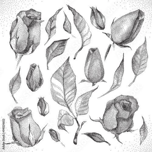 Roses Botanical set.