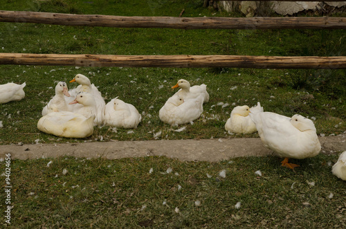 Domestic Goose