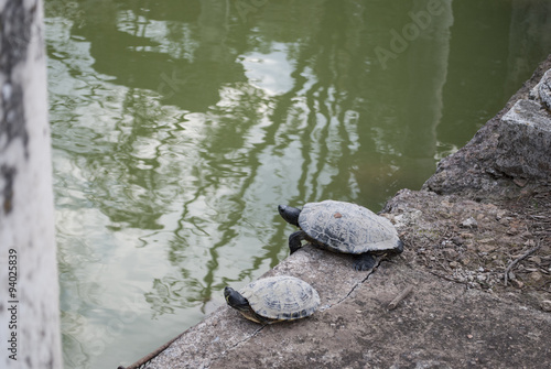 Turtle lake photo