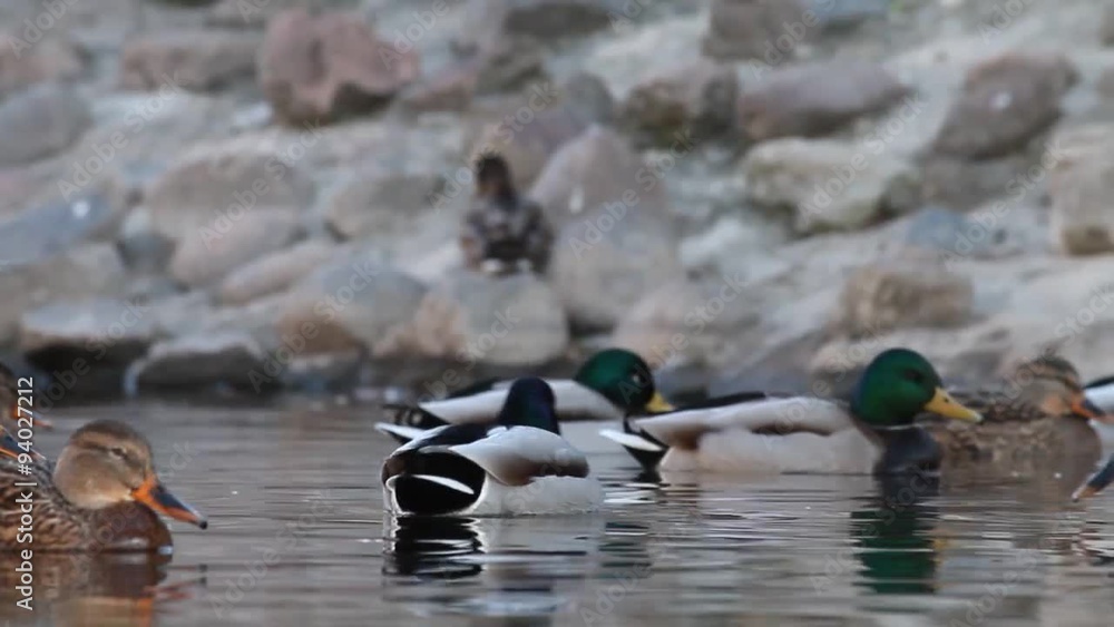 птицы в воде птицы в воде