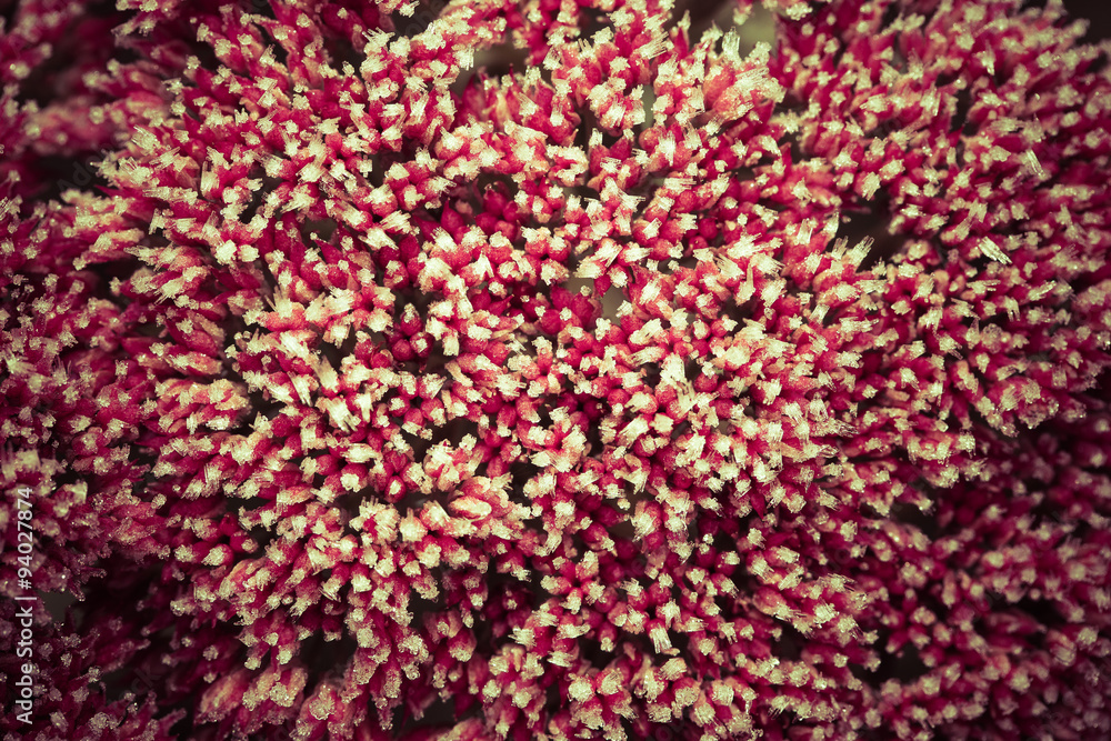 Obraz premium Pink flowers of stonecrop (Sedum) with ice and snow pieces. Autu