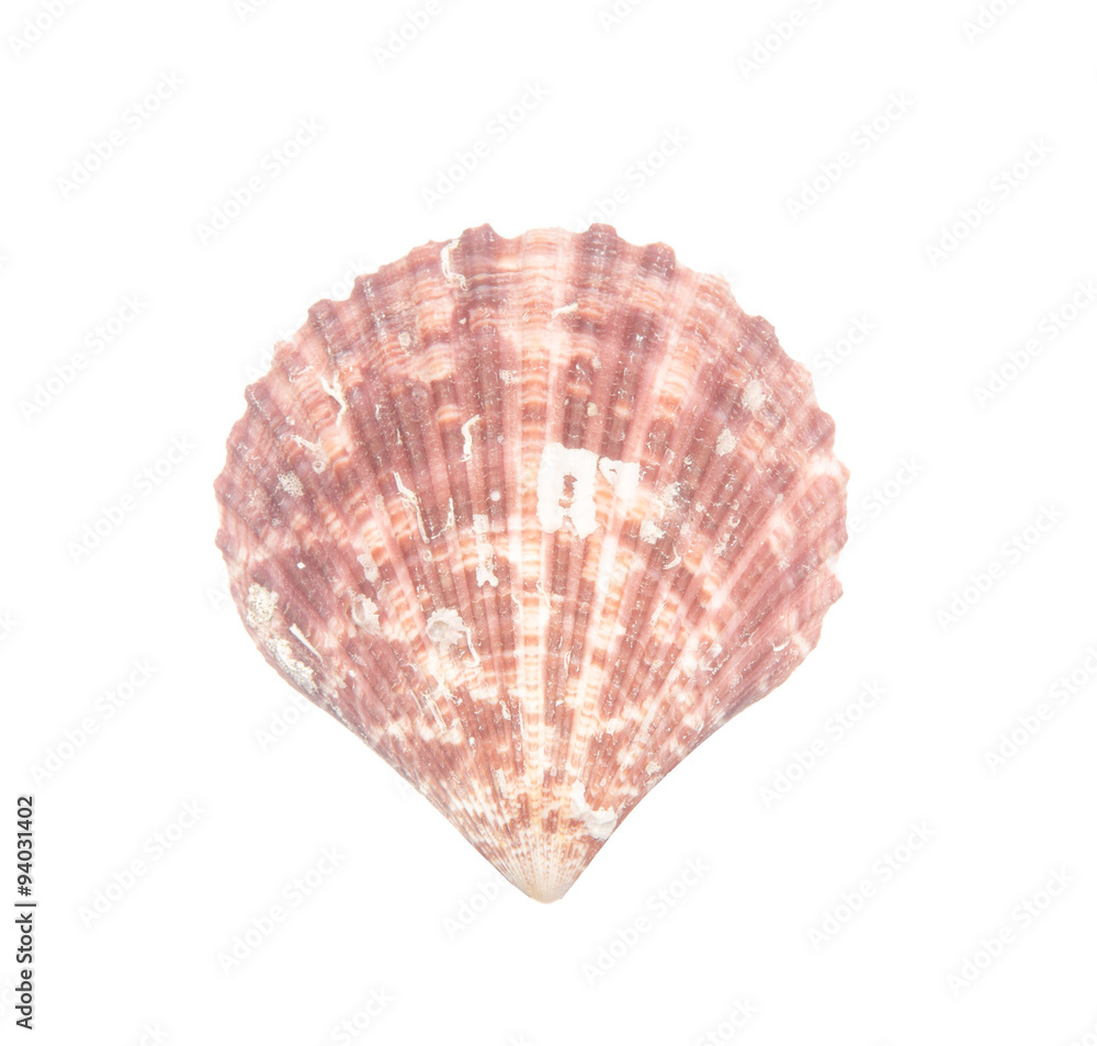 Seashell isolated on white background Seashell isolated on white background