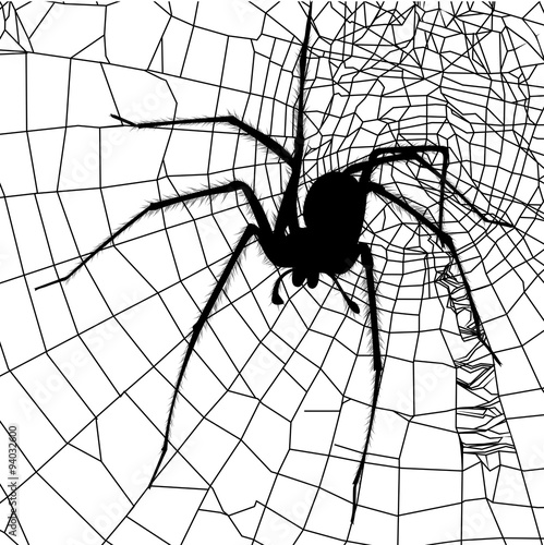 spider and spider web
