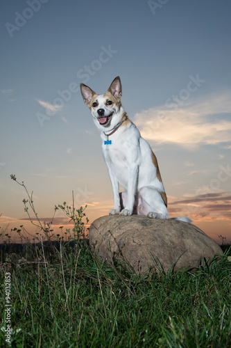 dog sitting on a big stone in the grass at sunset