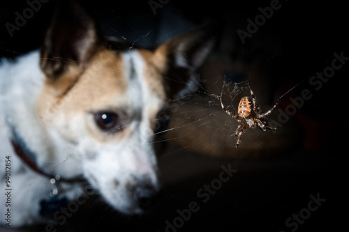dog looking at a garden spider