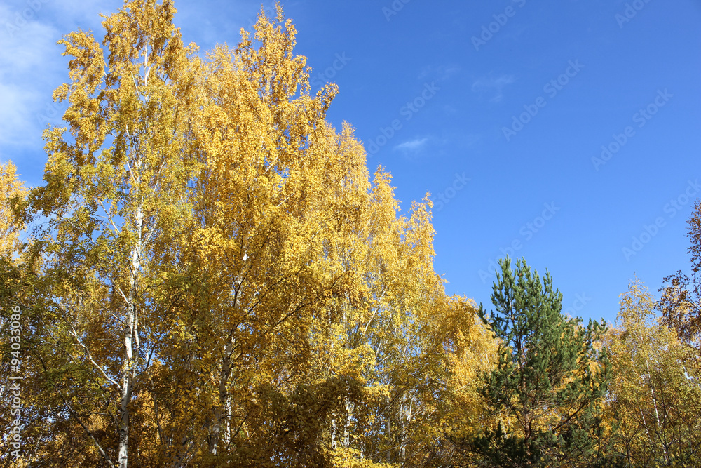 Autumn kroner of birches against the blue sky.
