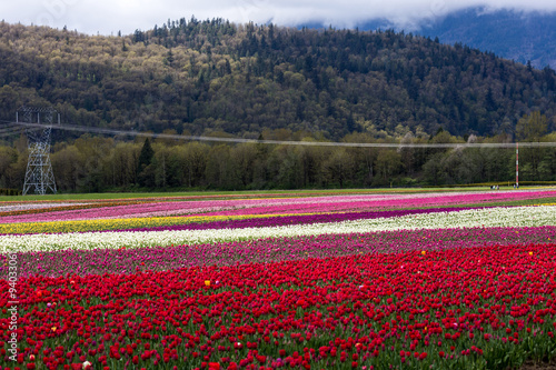 Wallpaper Mural Tulip Field Torontodigital.ca