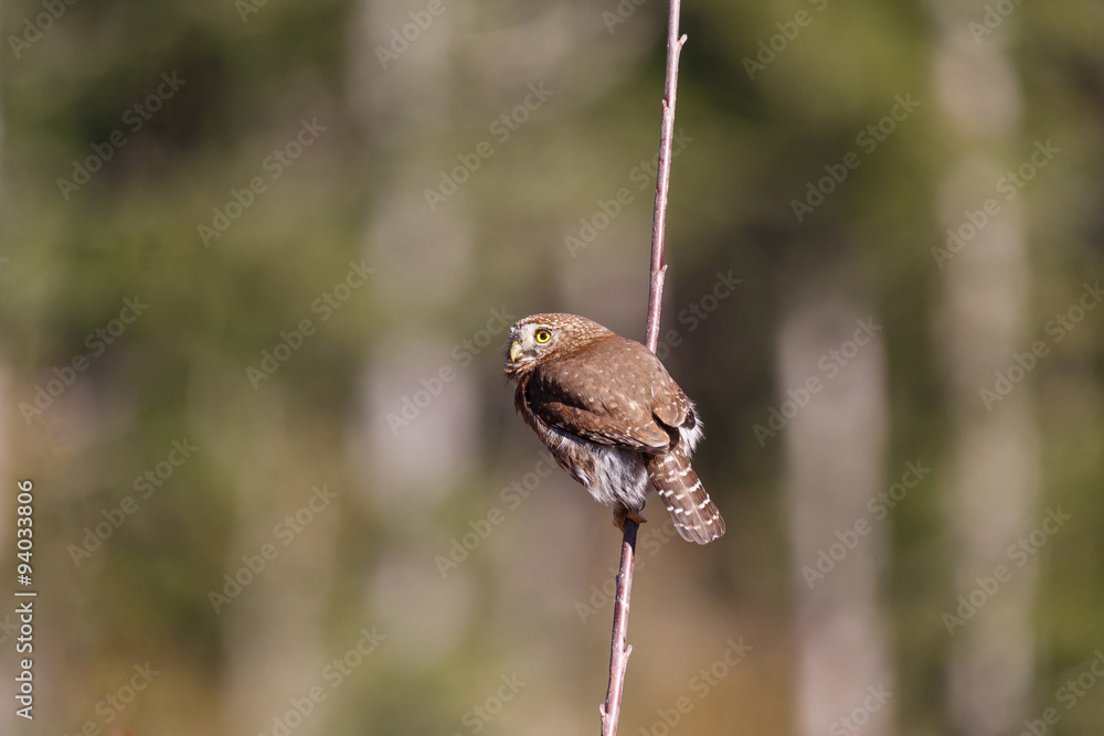 Northern Pygmy Owl Northern Pygmy Owl