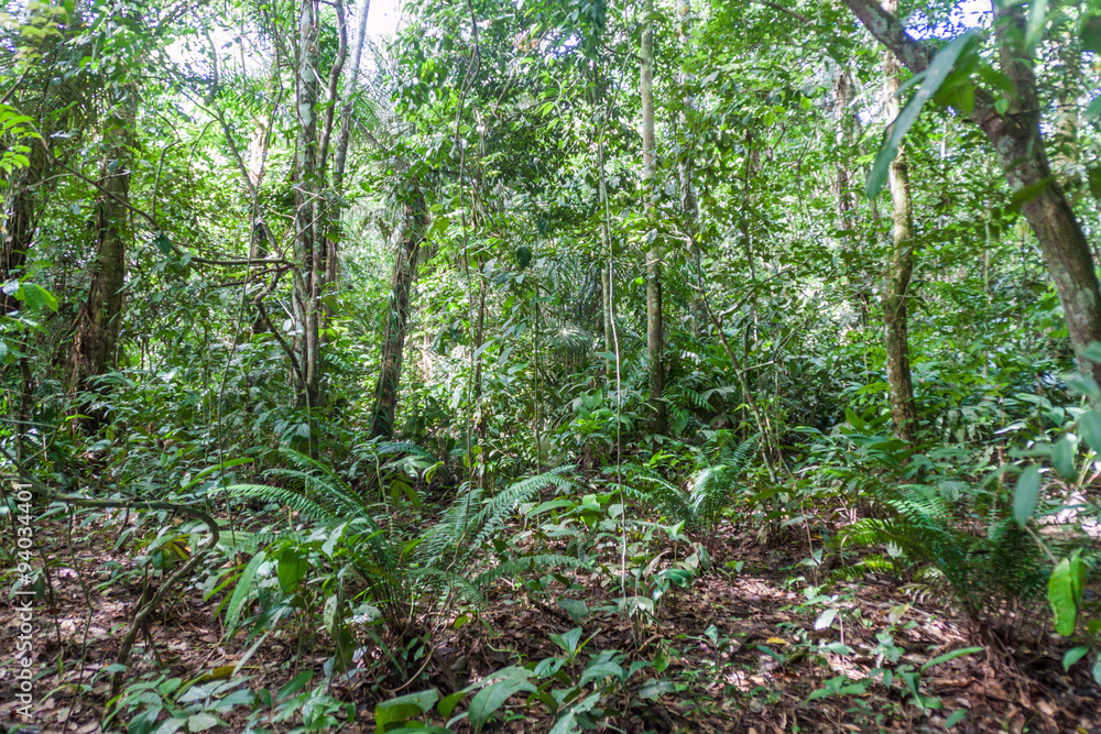 Fototapeta premium Jungle of national park Madidi, Bolivia