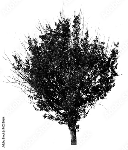 Black tree silhouette  isolated on white