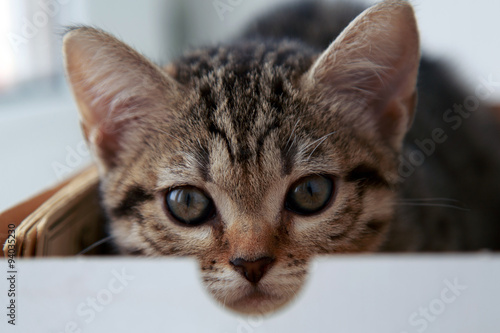 Tabby kitten in a box