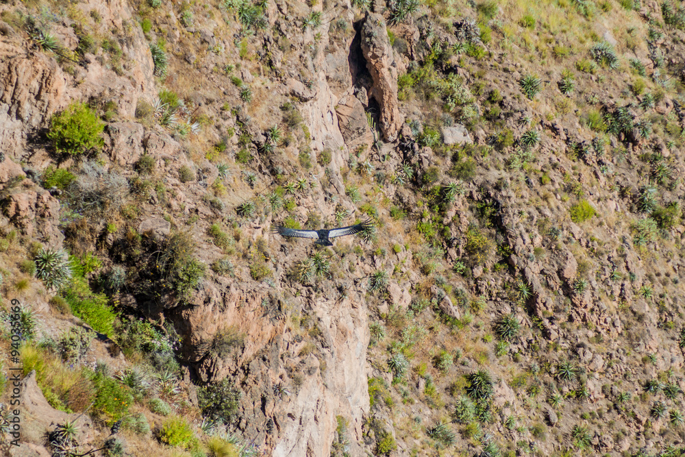 Andean Condor (Vultur gryphus) in the Colca Canyon, Peru