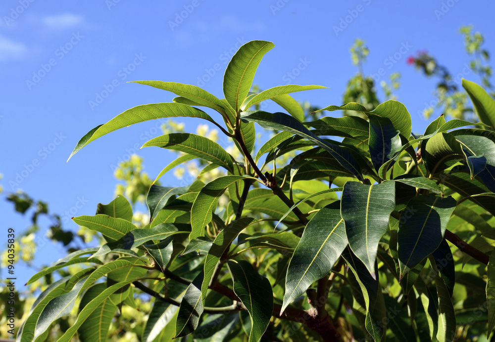 Green mango tree leaves against blue sky. Green mango tree leaves against blue sky.