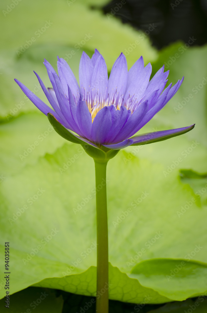 Lotus flower purple color Lotus flower purple color