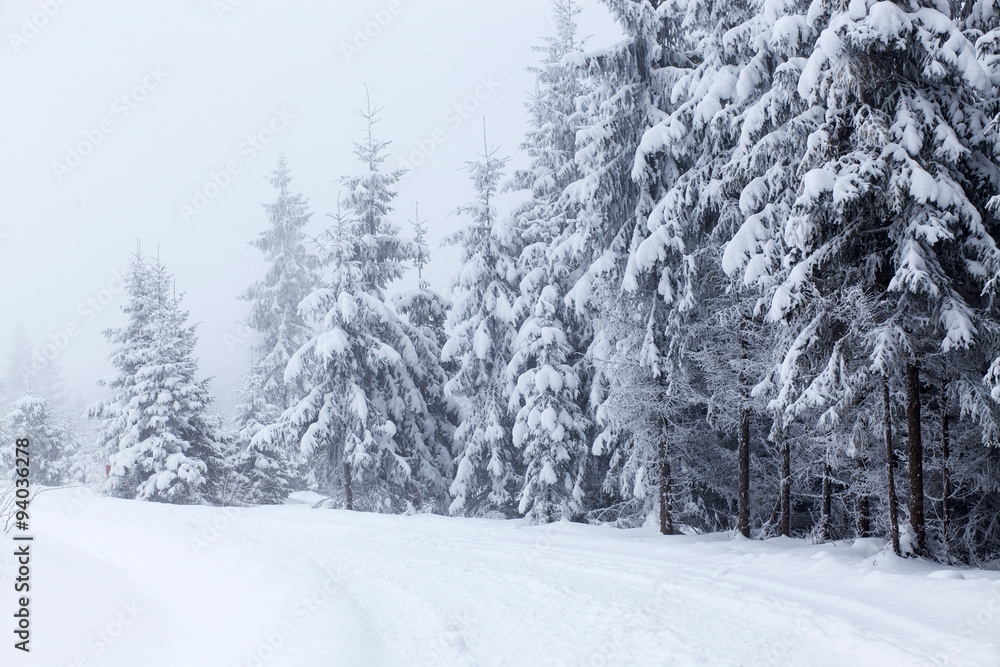 Fototapeta premium Winter landscape with snowy fir trees