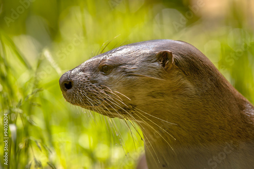 Portrait of a European otter
