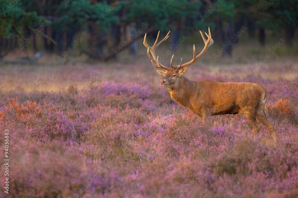 Obraz premium Male red deer with antlers