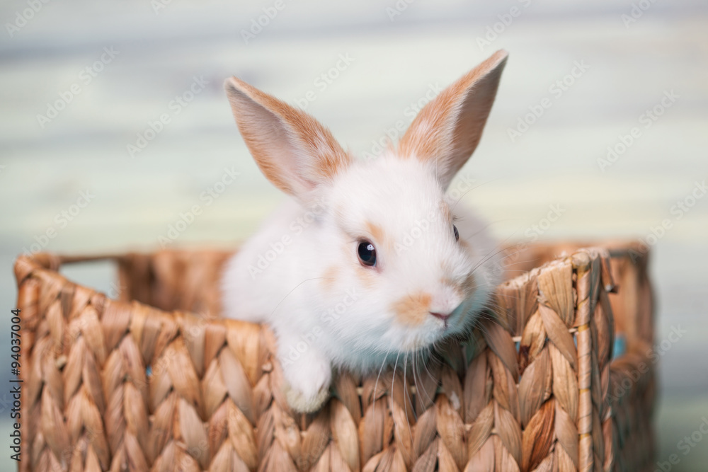 Obraz premium Ciekawy króliczek spoglądający z koszyka