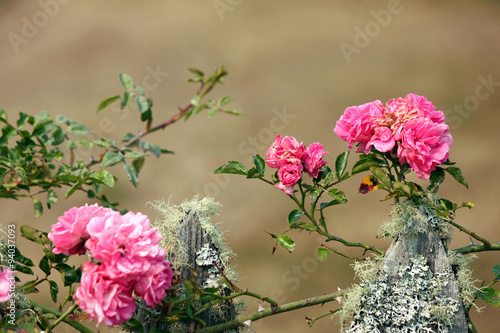 Pink Climbing Roses on a Mossy Fence