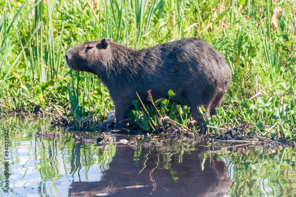 Capybara (Hydrochoerus hydrochaeris)  in Esteros del Ibera, Argentina