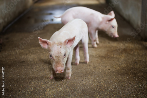 Naughty little piglet on a farm. © tarttong