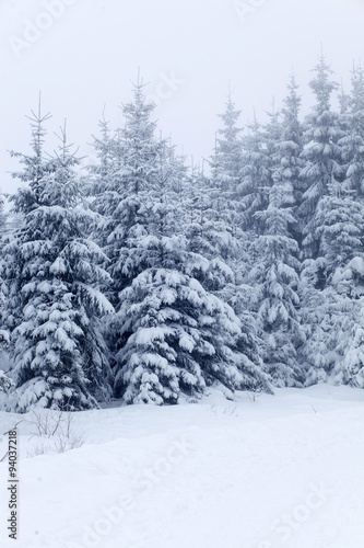 Winter landscape with snowy fir trees © Melinda Nagy