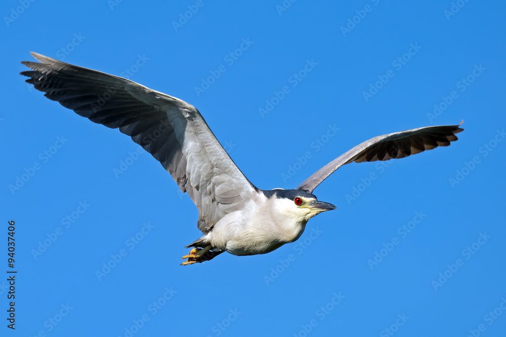 Obraz premium Black-crowned Night Heron In Flight