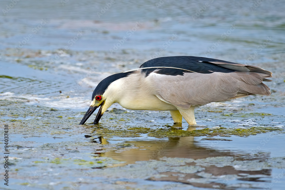 Fototapeta premium Black-crowned Night Heron