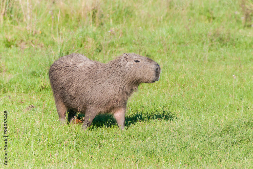 Naklejka premium Capybara (Hydrochoerus hydrochaeris) in Esteros del Ibera, Argentina