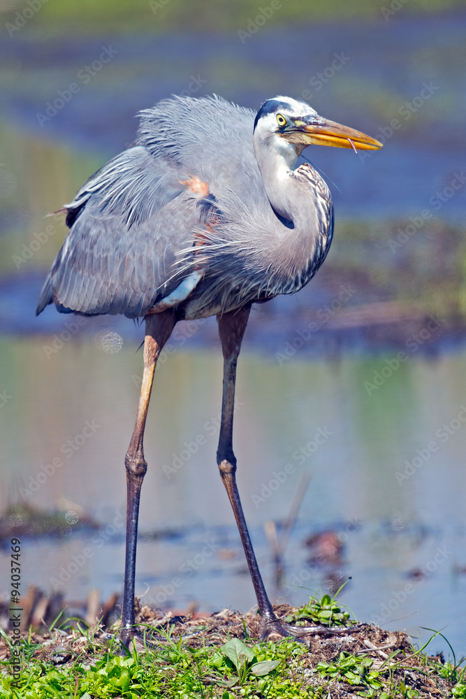 Fototapeta premium Great Blue Heron