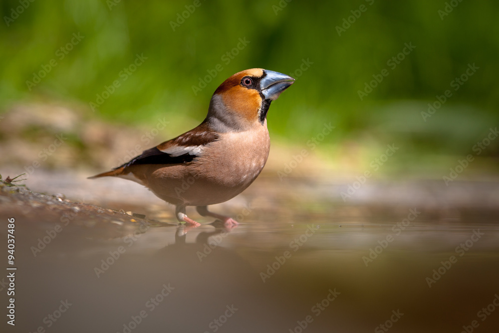 Fototapeta premium Hawfinch drinking