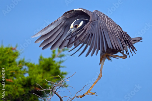 Yellow-crowned Night Heron in Flight