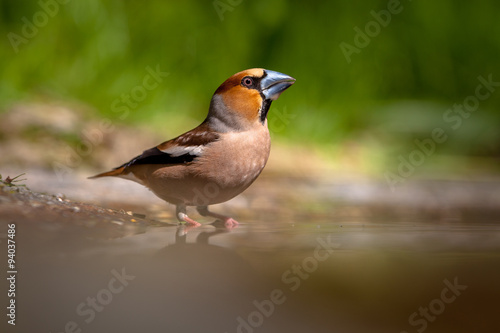 Hawfinch drinking