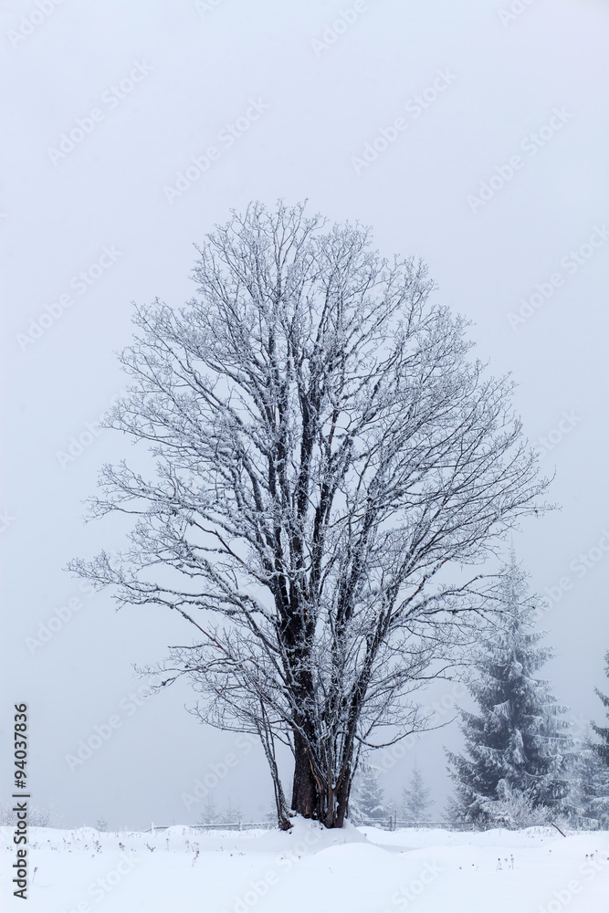 Winter landscape with snowy fir trees Winter landscape with snowy fir trees