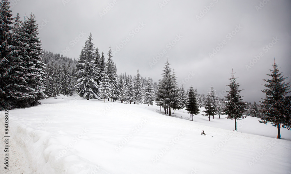 Winter landscape with snowy fir trees