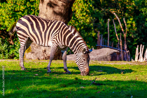 Plains Zebra