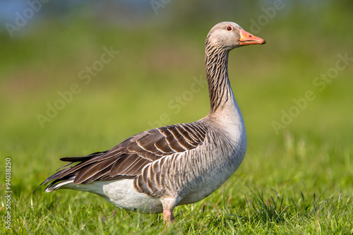 Greylag goose walking through grass