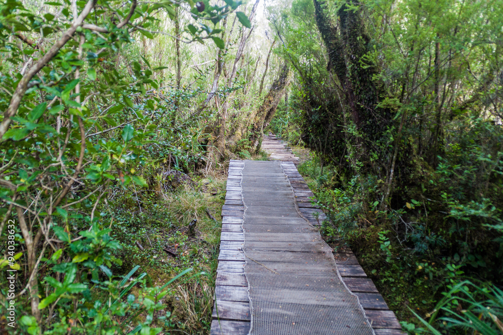 Boardwalk on a trekking trail in a forest in National Park Chiloe, Chile