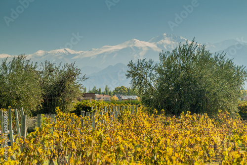 Vineyard near Mendoza, Argentina. Andes mountains in the background. photo