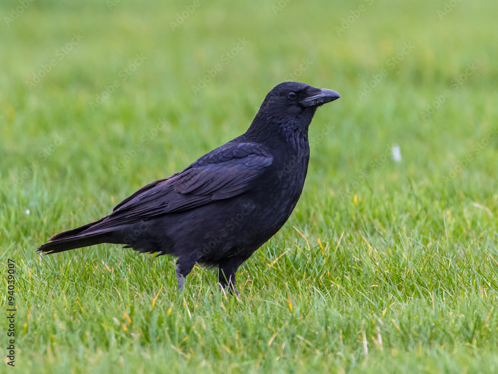 Fototapeta premium Black Crow on green background