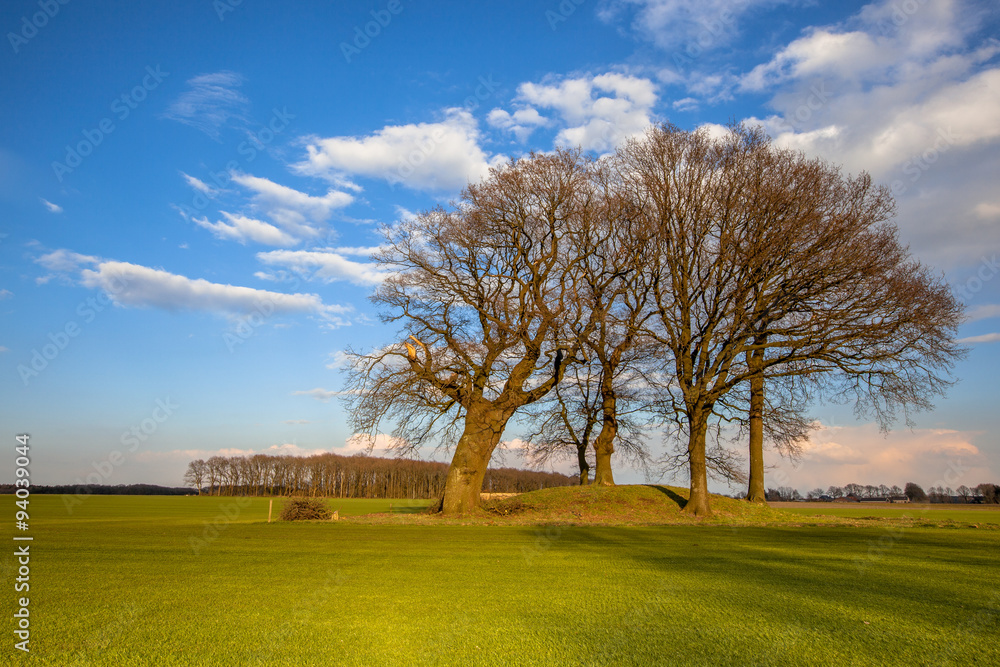 Obraz premium Large Trees on a tumulus grave mound